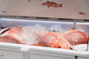 fresh fish stored on ice in cooler to keep food out of "temperature danger zone." [credit: pixabay.com, gardner scott]