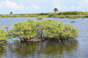 a mangrove "island" shown in the middle of a placid seawater area.