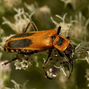 Goldenrod beetle