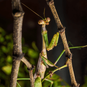 Carolina mantis
