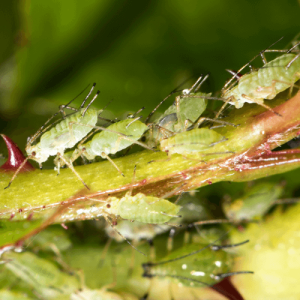 Aphids are using their piercing-sucking mouthparts to drink the phloem from the stem of a plant