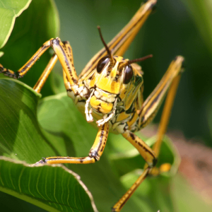 Lubber grasshopper uses its chewing mouthparts to rip and chew solid leaves on a plant