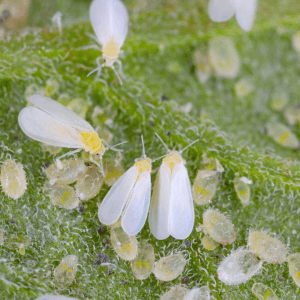 Whiteflies