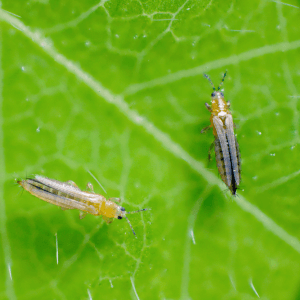 Thrips