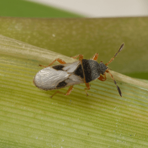 Chinch bugs
