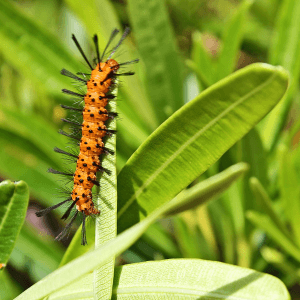 Oleander caterpillar