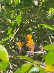 Baby birds in a nest among tree leaves eagerly open their mouths for food.