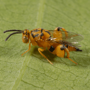 Chalcidid wasp