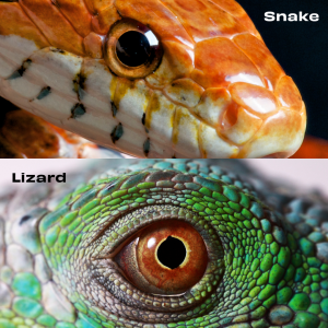 An image of a snake's eye and a lizard's eye up close, demonstrating the lack of eyelids in a snake, and the presence of movable eyelids in most lizards.