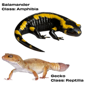 A split image of a gecko and a salamander that reads: gecko, class: reptilia, and salamander, class: amphibia.