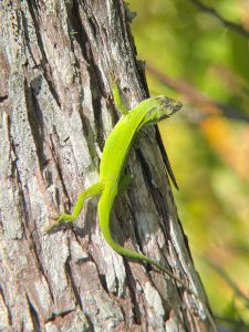 An image of a bright green lizard climbing the peeling bark of a tree.