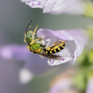 Sweat bee