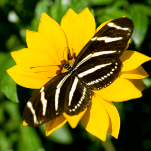 Zebra longwing