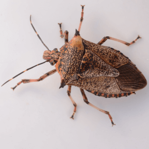 Predatory stinkbug