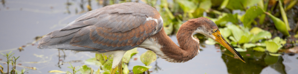 An image of a colorful heron with a sharp beak as it intently stares at the water, preparing to strike.