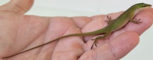 A man holds a green anole in his hand. Its body and tail runs from the tip of his fingers to his wrist.