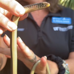 A woman holds a legless lizard in her hands. You can see its movable eyelids and differently shaped face up close, to tell that it is not a snake. It has a yellow-ish colored belly.