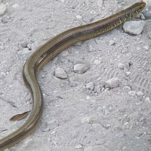 An image of a long legless lizard on the dirt and gravel.
