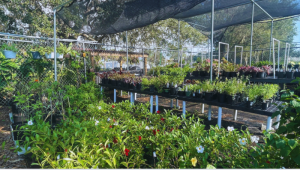 Some of the plants propagated by Master Gardener Volunteers in preparation for the group's annual plant sale, set for Oct. 05. [CREDIT: UF/IFAS Extension Sarasota County]