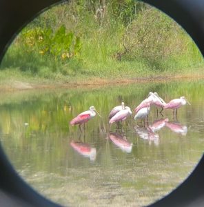 A group of roseate spoonbills stand in a shallow marsh canal.