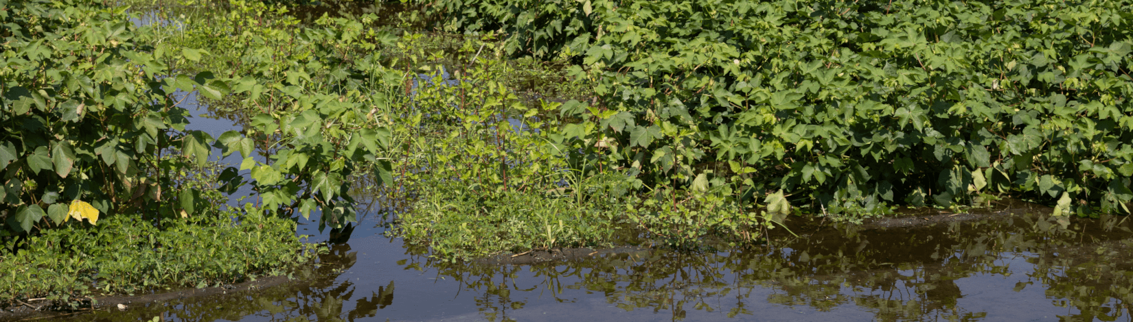 peanut plants in a field flooded by a hurricane's rains in florida. [credit: uf/ifas, tyler jones]