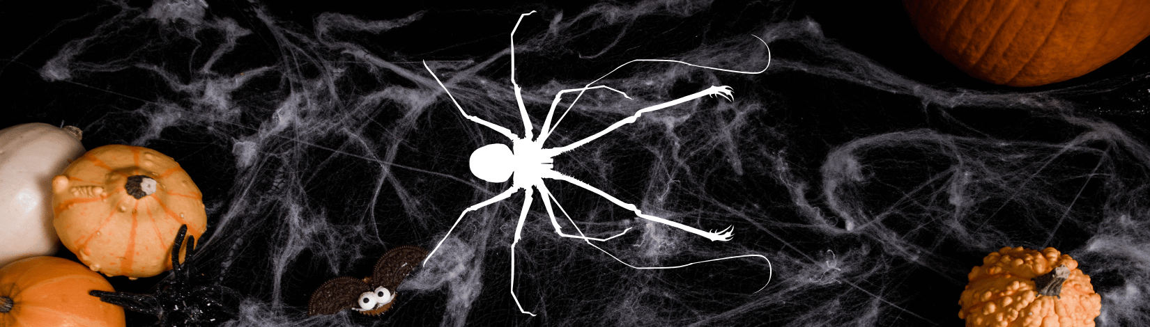 White silhouette of whip spider on Halloween-themed background, with cobwebs and pumpkins