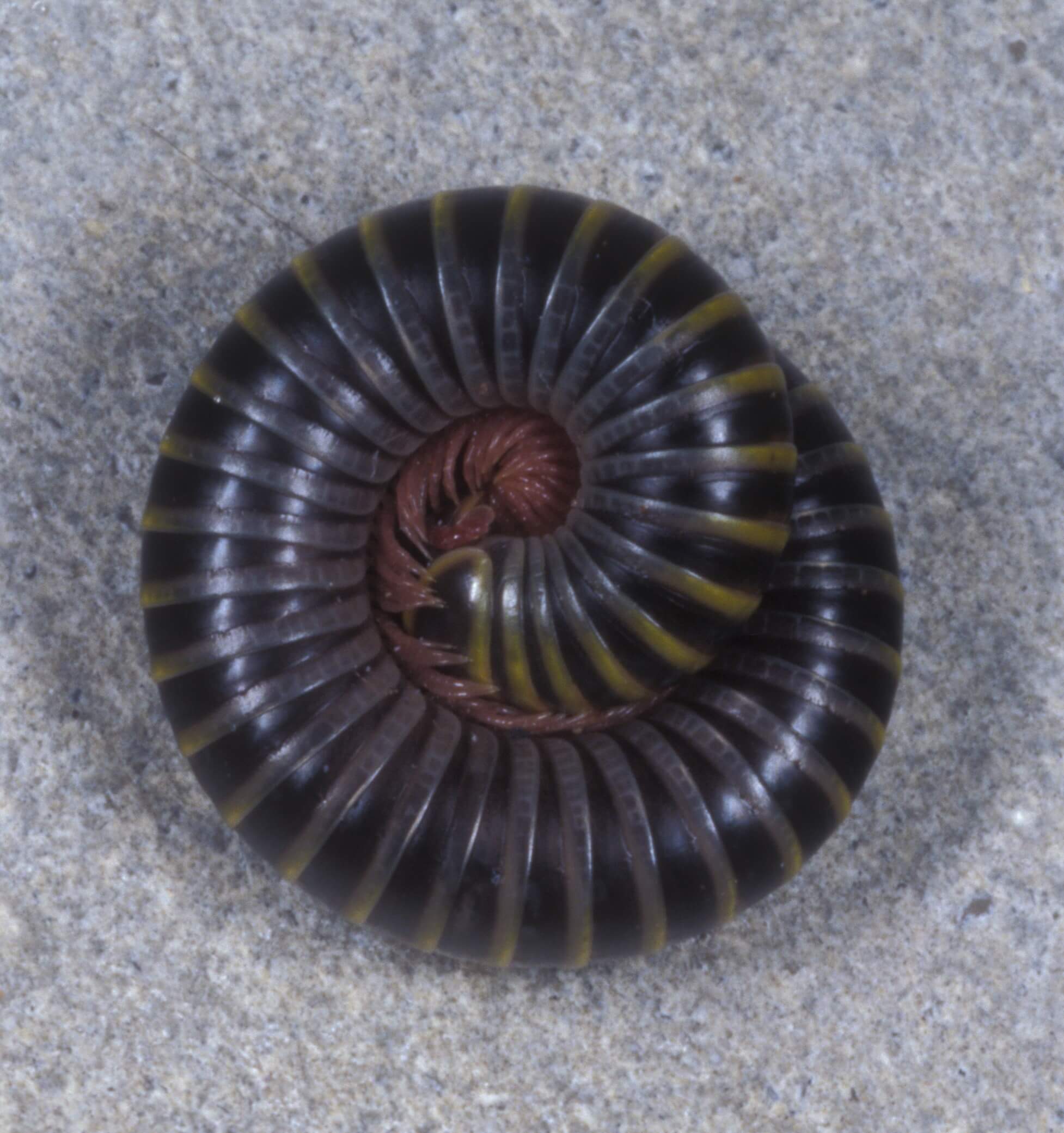 The Spooky Bug Brigade: Millipedes - UF/IFAS Extension Sarasota County