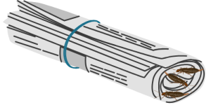 Rolled up newspaper with earwigs inside