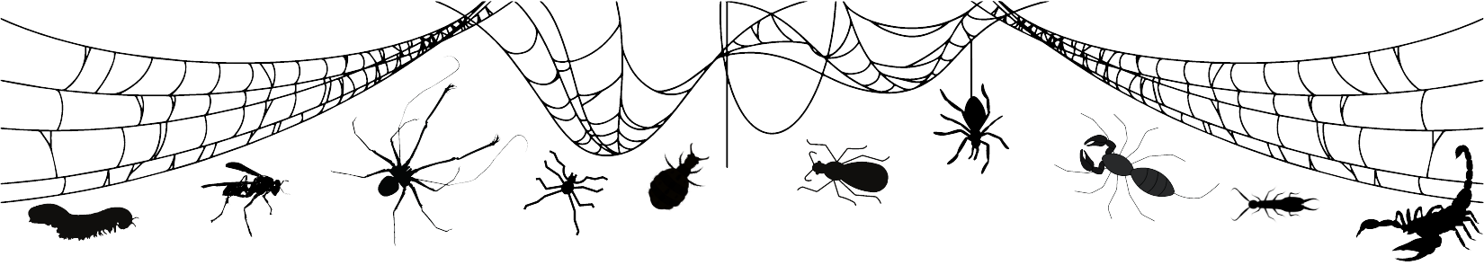 A collection of bugs underneath a spooky spiderweb