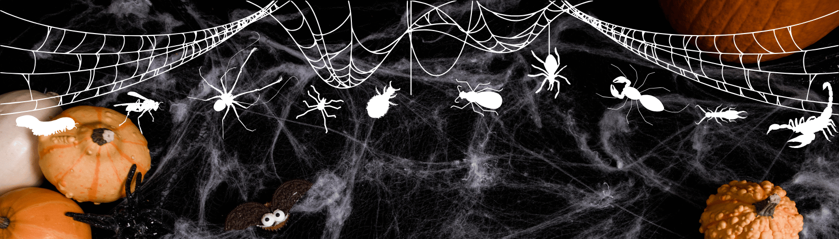 White silhouettes of various bugs on Halloween-themed background, with cobwebs and pumpkins