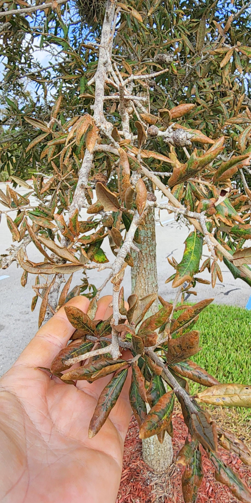 Live Oak Leaves after Hurricane Milton. 