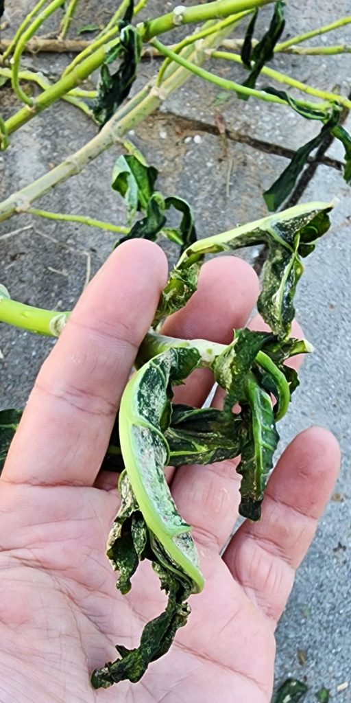 Giant Milkweed leaves battered and shriveled less than 24 hours after the eyewall's passage.