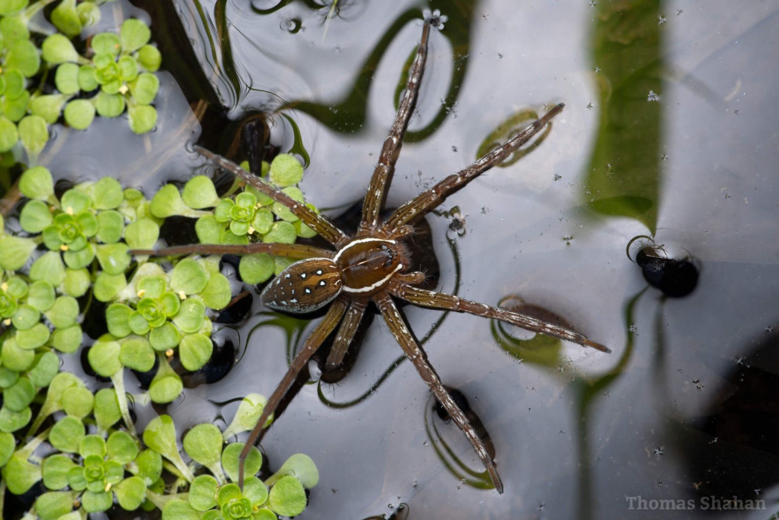 The Spooky Bug Brigade Spiders UF/IFAS Extension Sarasota County