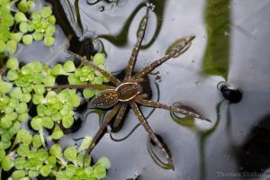 Six-spotted fishing spider uses legs to float above surface of water, where it will hunt for prey