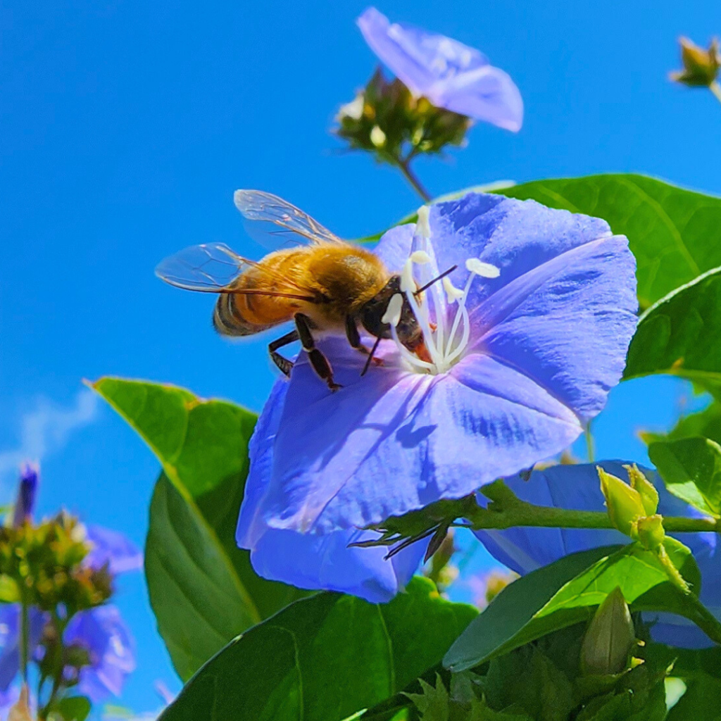 Honeybee visiting a Skyblue Clustervine flower.