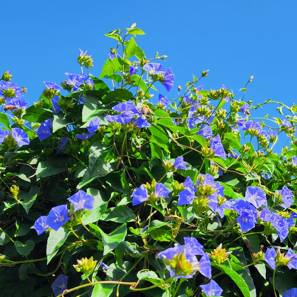 Skyblue Clustervine against a backdrop of blue sky. 