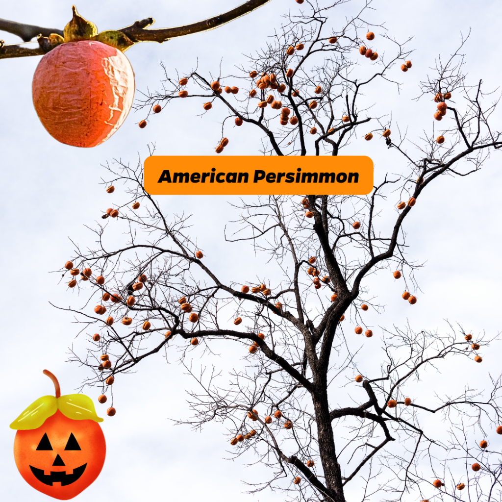 An American Persimmon tree and a ripe, wrinkled fruit. 