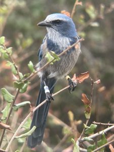 An image of a blue and light gray bird with small scientific identification bands around its legs, as it perches on a thin branch.