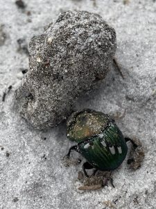 An image of a rainbow scarab beetle pushing dung in sandy soil.