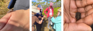 3 collaged images of students holding and looking at two frog species outdoors.