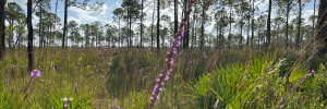 An image of open pinelands with bright purple wildflowers growing in the understory amongst bright green grasses and palmetto.