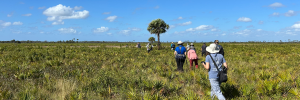 An image of an open, savannah-like landscape with a single cabbage palm tree and a group of students walking through the landscape in a line.