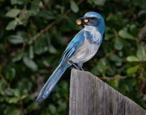 Florida scrub-jay (Aphelocoma coerulescens) holds seeds in its beak while perching on a post stump. [credit: bob frank]