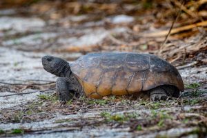 a gopher tortoise (<Gopherus polyphemus) ambles along sandy scrub with its head raised on alert. [credit: bob frank]