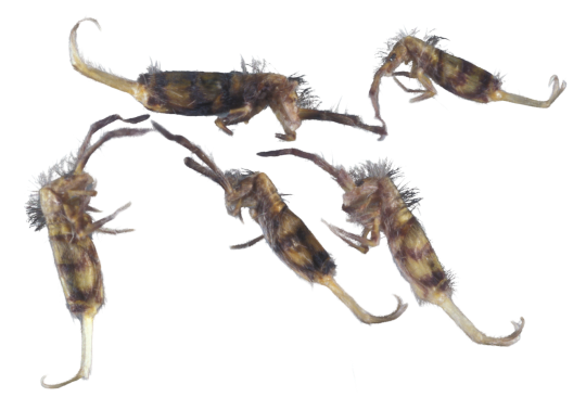 A group of springtails with their furcula out Credit: Lyle Buss, UF/IFAS