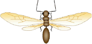 closeup illustration of winged ant. [credit: uf/ifas]