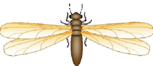 closeup illustration of termite. [credit: uf/ifas]