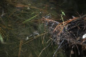 An image of an aquatic frog in a small, grassy pond, with its webbed feet outstretched in the water.