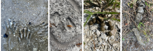 An image of raccoon tracks, deer tracks, rabbit scat, and bobcat scat.