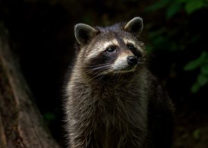 An image of a raccoon with a dark background.